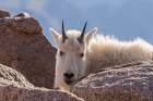 Colorado-Mt Evans Young mountain goat and rocks Art Print